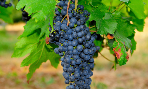 Merlot grapes in the vineyard